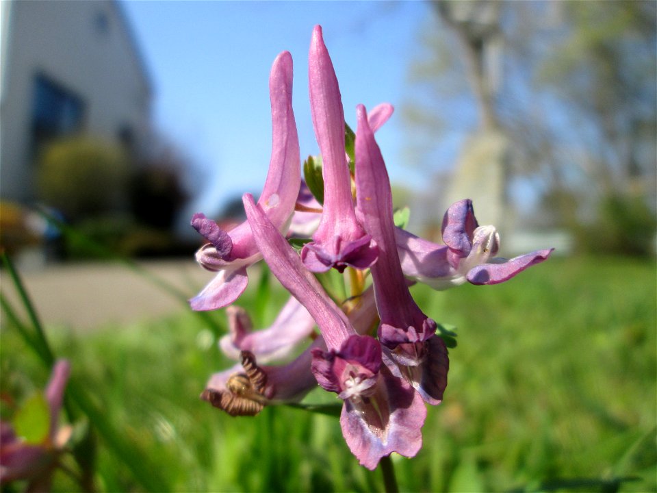 Gefingerter Lerchensporn (Corydalis solida) am Nußberg in Alt-Saarbrücken