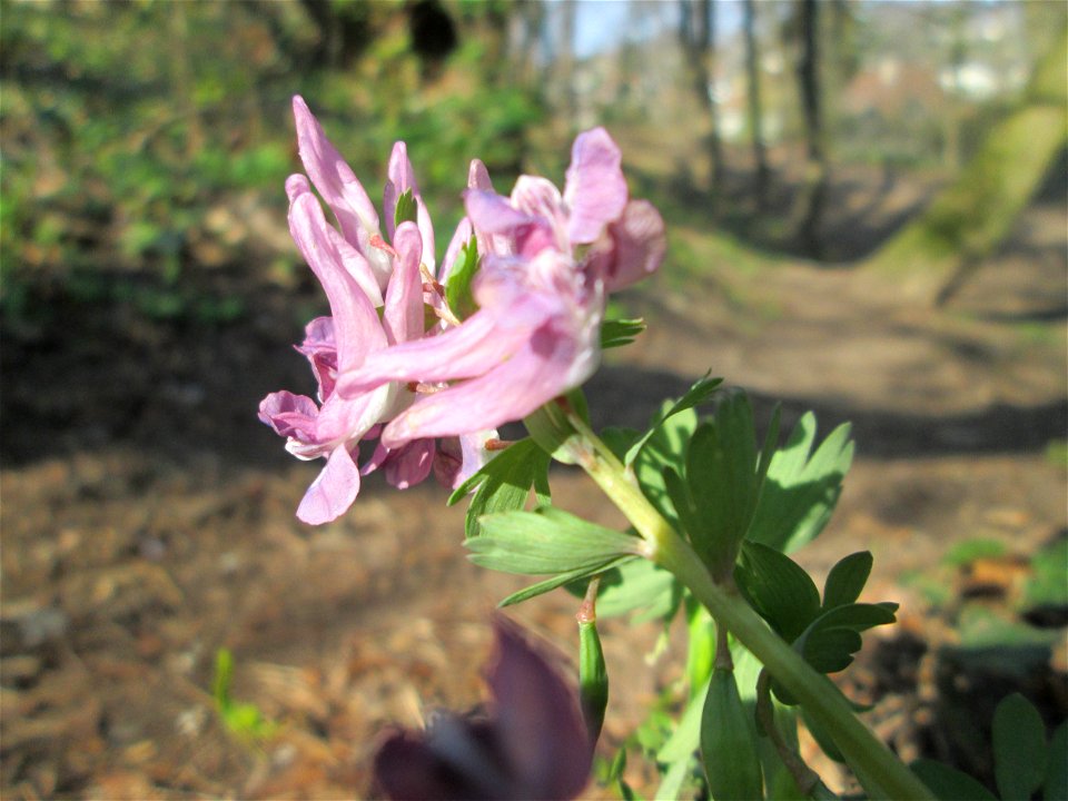 Gefingerter Lerchensporn (Corydalis solida) am Nußberg in Alt-Saarbrücken