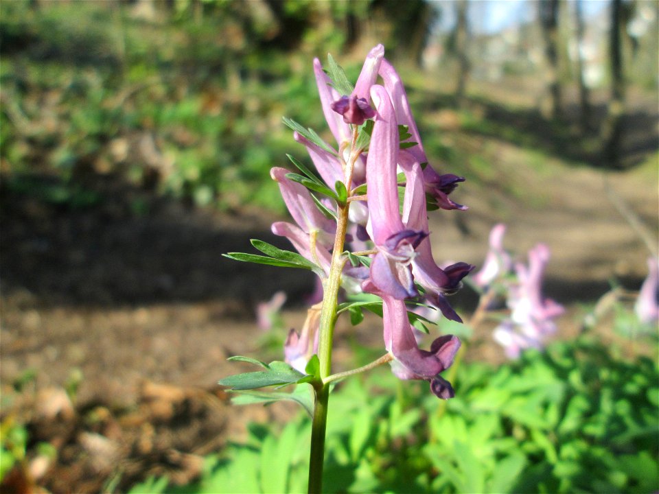 Gefingerter Lerchensporn (Corydalis solida) am Nußberg in Alt-Saarbrücken