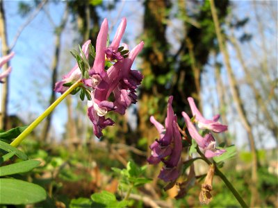 Gefingerter Lerchensporn (Corydalis solida) am Nußberg in Alt-Saarbrücken