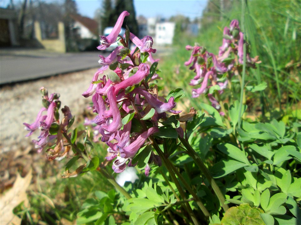 Gefingerter Lerchensporn (Corydalis solida) am Nußberg in Alt-Saarbrücken