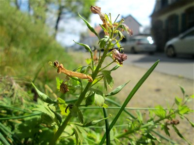 Verblühter Gefingerter Lerchensporn (Corydalis solida) am Nußberg (Landschaftsschutzgebiet) in Alt-Saarbrücken
