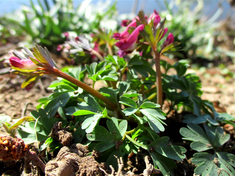 Gefingerter Lerchensporn (Corydalis solida) an der Saar im Naturschutzgebiet „St. Arnualer Wiesen“