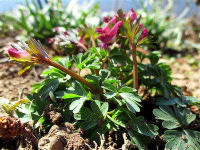 Gefingerter Lerchensporn (Corydalis solida) an der Saar im Naturschutzgebiet „St. Arnualer Wiesen“