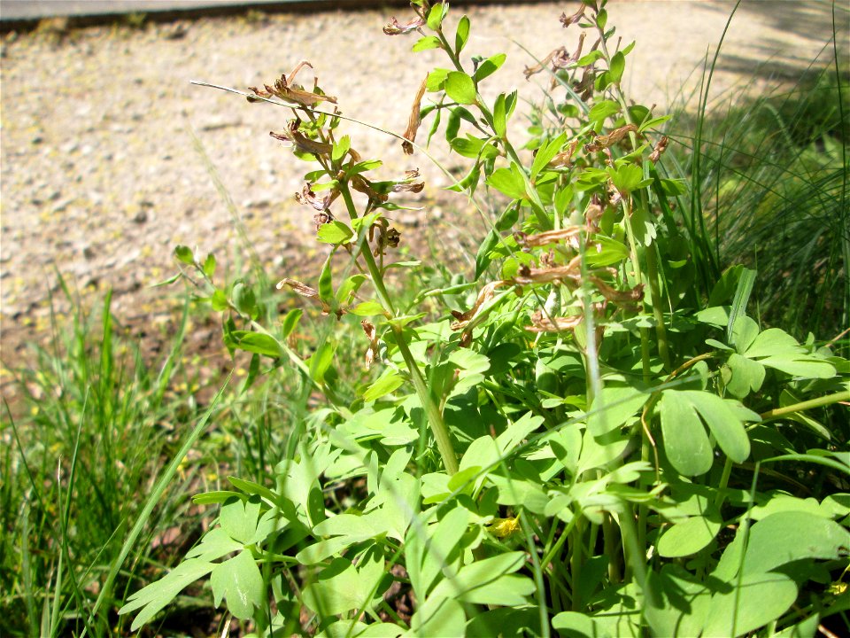 Verblühter Gefingerter Lerchensporn (Corydalis solida) am Nußberg (Landschaftsschutzgebiet) in Alt-Saarbrücken