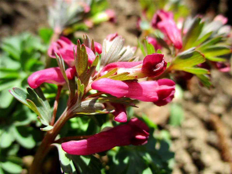 Gefingerter Lerchensporn (Corydalis solida) an der Saar im Naturschutzgebiet „St. Arnualer Wiesen“
