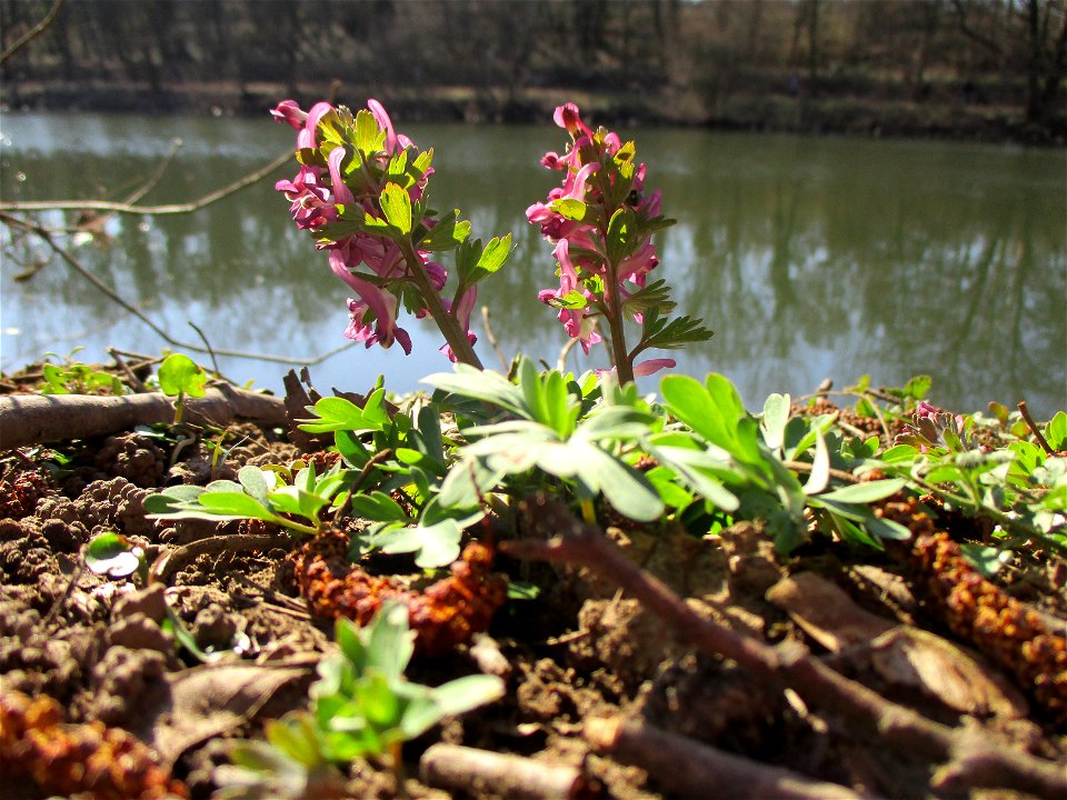 Gefingerter Lerchensporn (Corydalis solida) an der Saar im Naturschutzgebiet „St. Arnualer Wiesen“