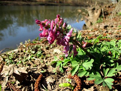 Gefingerter Lerchensporn (Corydalis solida) an der Saar im Naturschutzgebiet „St. Arnualer Wiesen“