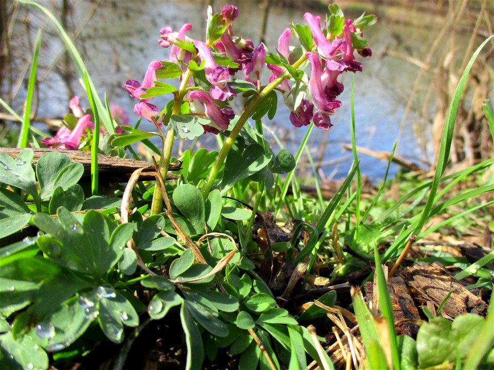Gefingerter Lerchensporn (Corydalis solida) an der Saar im Naturschutzgebiet „St. Arnualer Wiesen“
