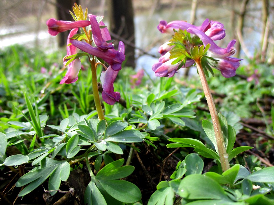 Gefingerter Lerchensporn (Corydalis solida) an der Saar im Naturschutzgebiet „St. Arnualer Wiesen“