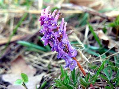 Corydalis solida lt:Paprastasis r?tenis (Corydalis solida)
?eima. lt:?virbliar?tiniai (Fumariaceae)
