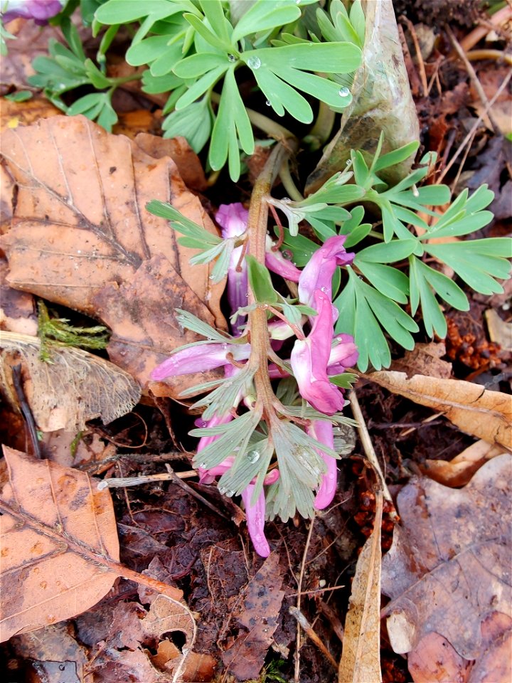 Bird-in-a-bush (Corydalis solida)