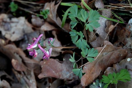 Bird-in-a-bush (Corydalis solida)