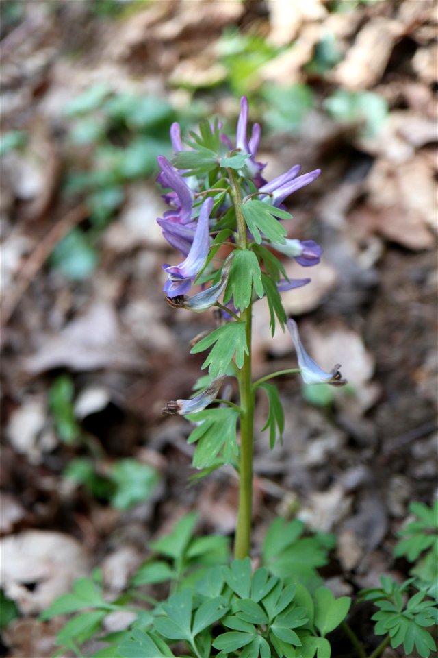 Bird-in-a-bush (Corydalis solida)