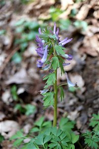 Bird-in-a-bush (Corydalis solida)