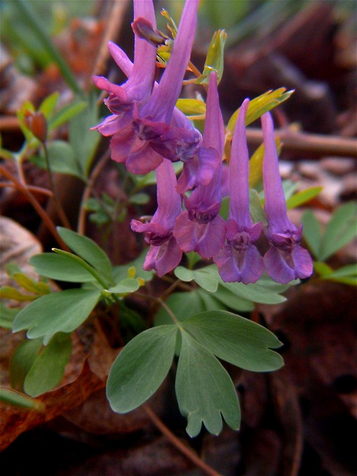 Brno Komín, Ruský vrch, Corydalis cava,
