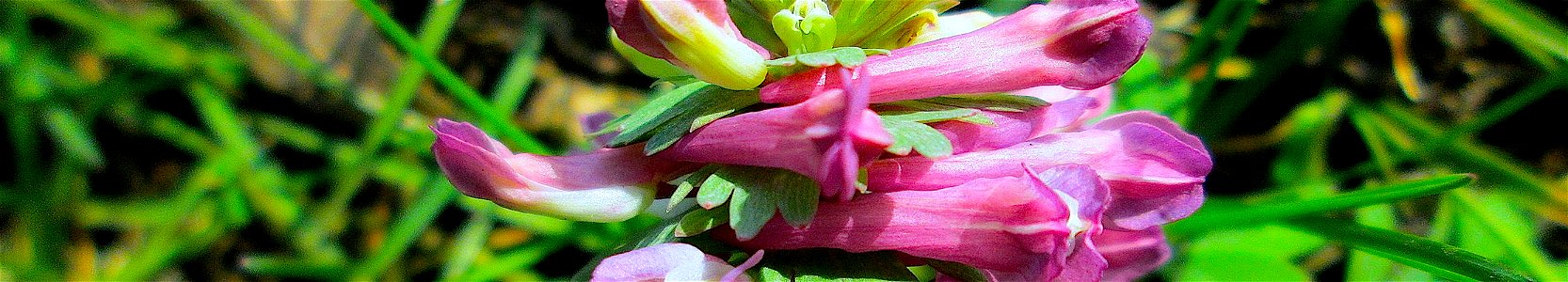 Хохлатка плотная в Хоккенхайме Германия.
Deutsch:  Gefingerter Lerchensporn (Corydalis solida) in der ehem. Bismarckanlage in Saarbrücken.