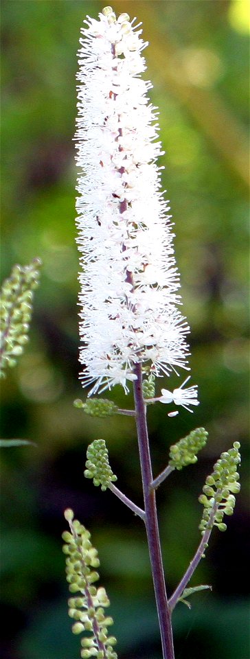 Self made picture of flowers of Cimicifuga ramosa. A collection of flowers forming an inflorescence.