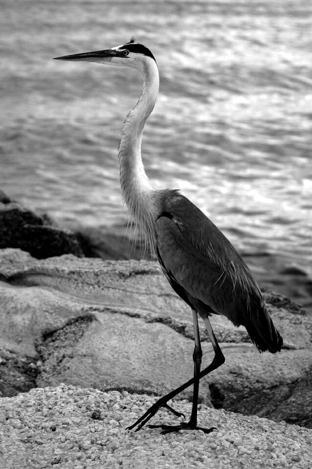 Nature animal egret