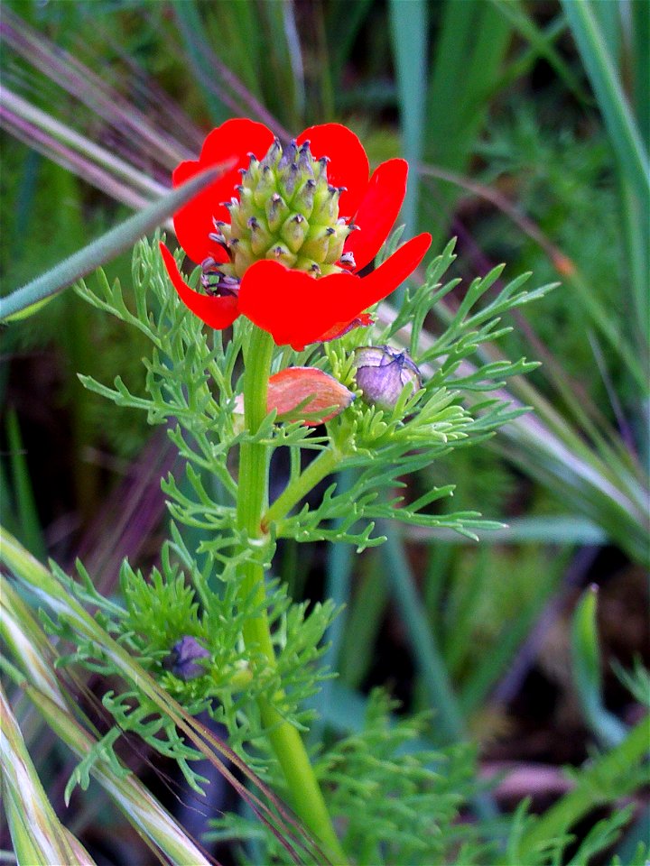 Adonis annua subsp. annua Flower Close up Campo de Calatrava, Spain