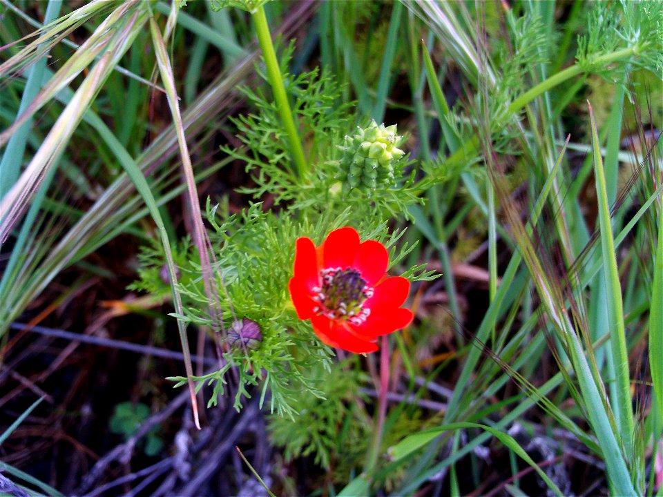 Adonis annua subsp. annua Flowers Close up Campo de Calatrava, Spain