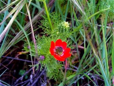 Adonis annua subsp. annua Flowers Close up Campo de Calatrava, Spain
