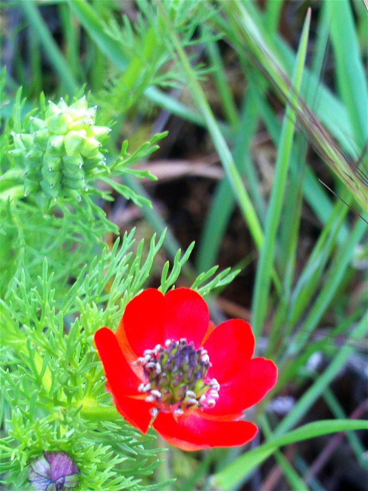 Adonis annua subsp. annua Flowers Close up Campo de Calatrava, Spain