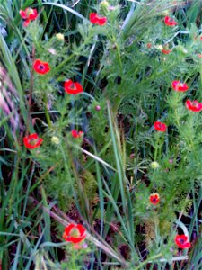 Adonis annua subsp. annua habit Campo de Calatrava, Spain