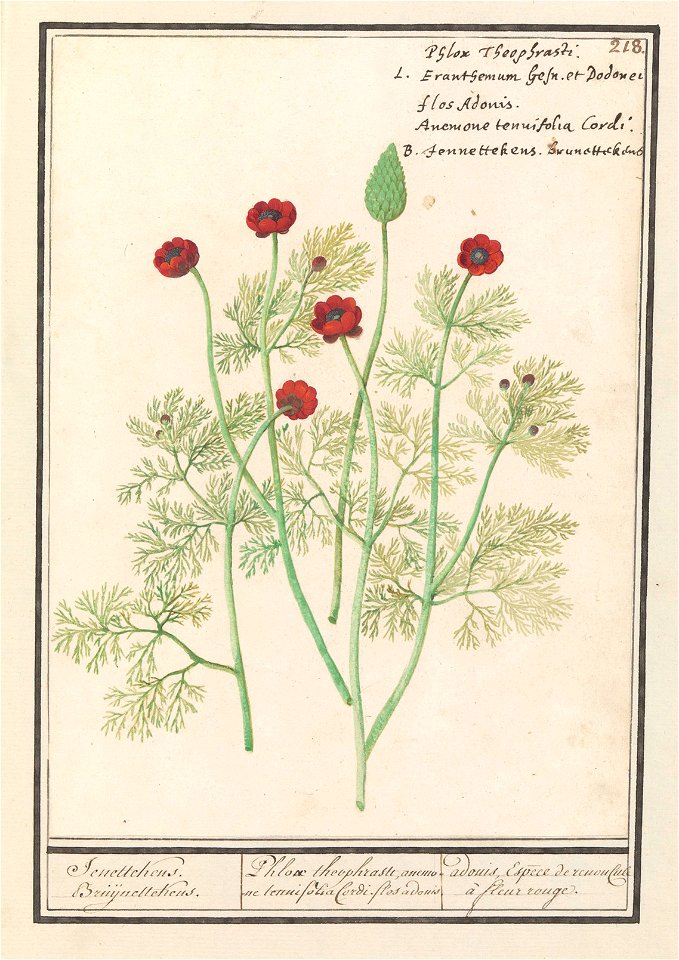 IdentificatieTitel(s): Anemoon (Anemone)Jenettekens. Bruijnettekens. / Phlox theophrasti, anemone tennifolia Cordi. flos adonis. / adonis, Espece de renoncule à fleur rouge. (titel op object)Objecttyp