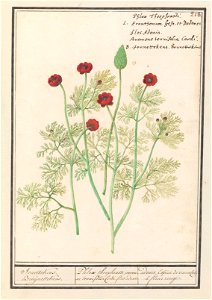 IdentificatieTitel(s): Anemoon (Anemone)Jenettekens. Bruijnettekens. / Phlox theophrasti, anemone tennifolia Cordi. flos adonis. / adonis, Espece de renoncule à fleur rouge. (titel op object)Objecttyp