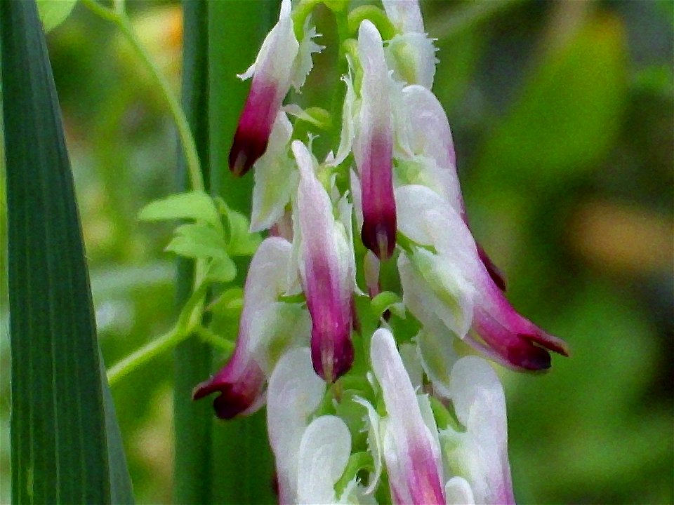 Fumaria capreolata flowers close up, El Tamaral, Sierra Madrona, Spain