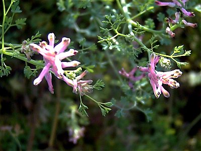 Fumaria capreolata flowers, Dehesa Boyal de Puertollano, Spain