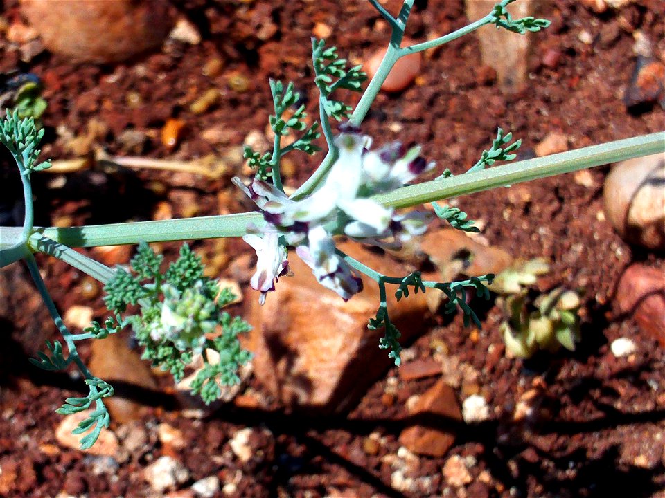 Fumeria capreolata Leaves and Stem, Dehesa Boyal de Puertollano, Spain
