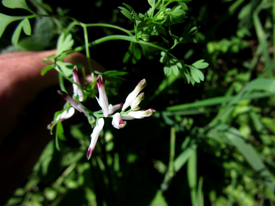 Plant in Milizac, FRANCE