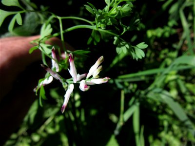 Plant in Milizac, FRANCE