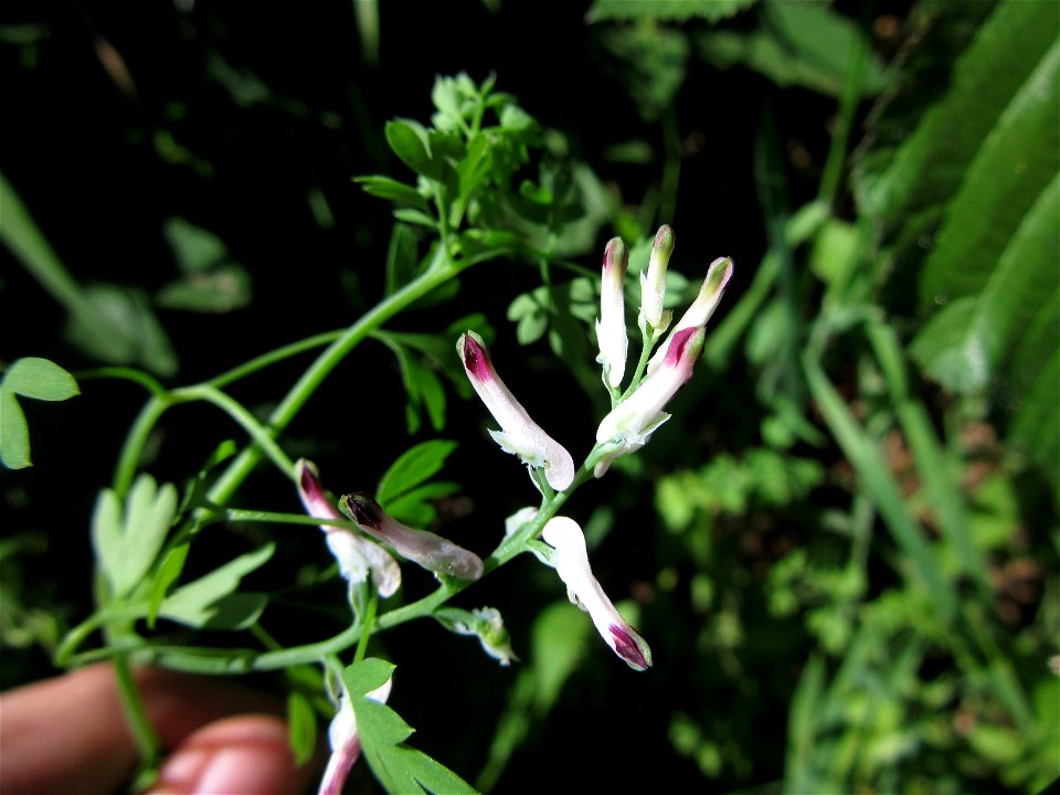 Plant in Milizac, FRANCE
