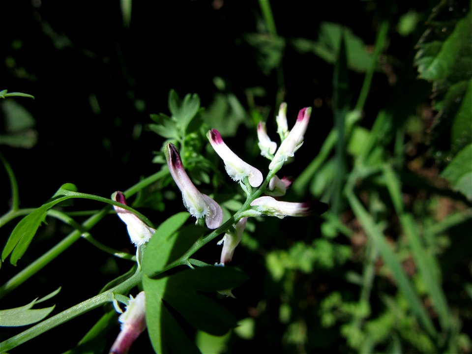 Plant in Milizac, FRANCE