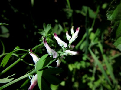 Plant in Milizac, FRANCE
