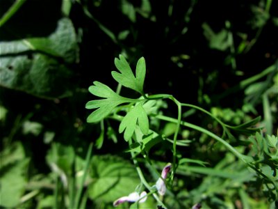 Plant in Milizac, FRANCE