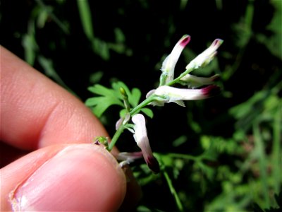 Plant in Milizac, FRANCE