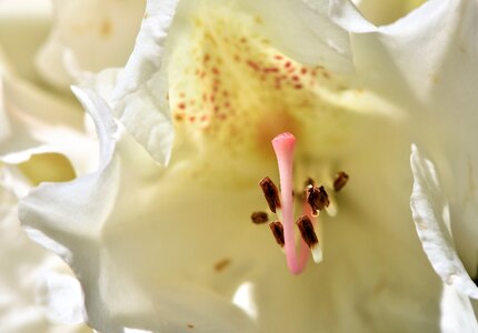White rhododendron bud blossom photo