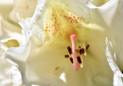 White rhododendron bud blossom