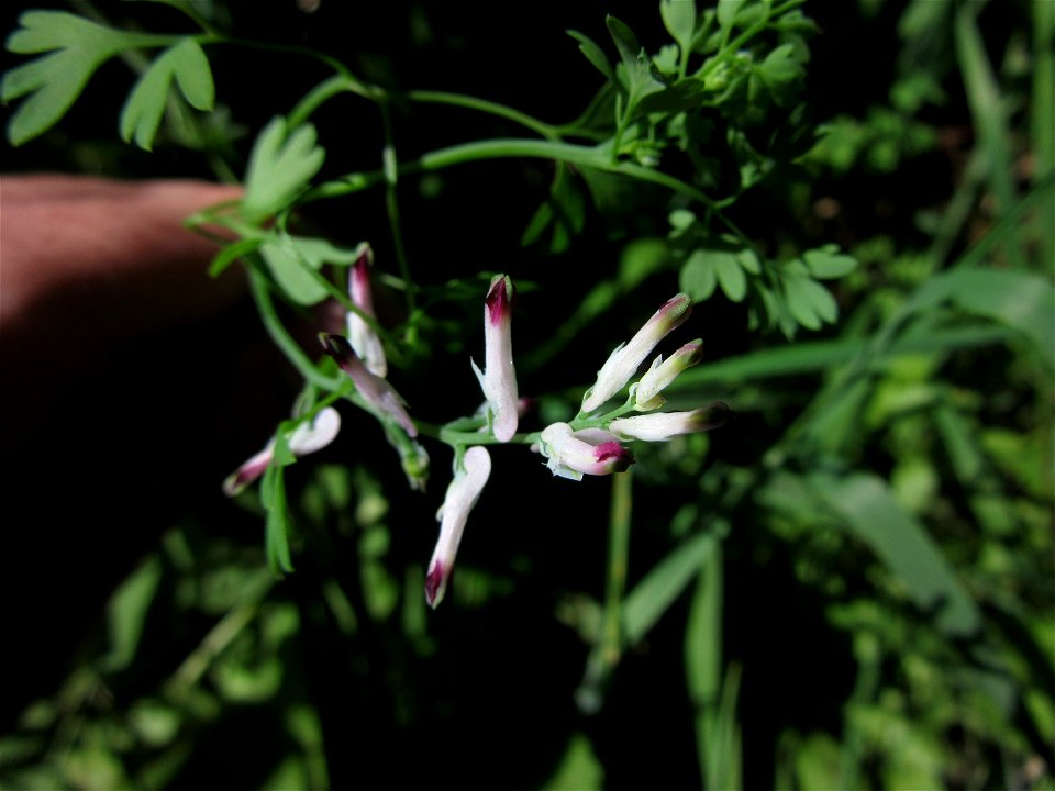 Plant in Milizac, FRANCE