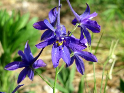 Gewöhnlicher Feldrittersporn (Consolida regalis) auf einem Sandhügel einer Baustelle in Hockenheim