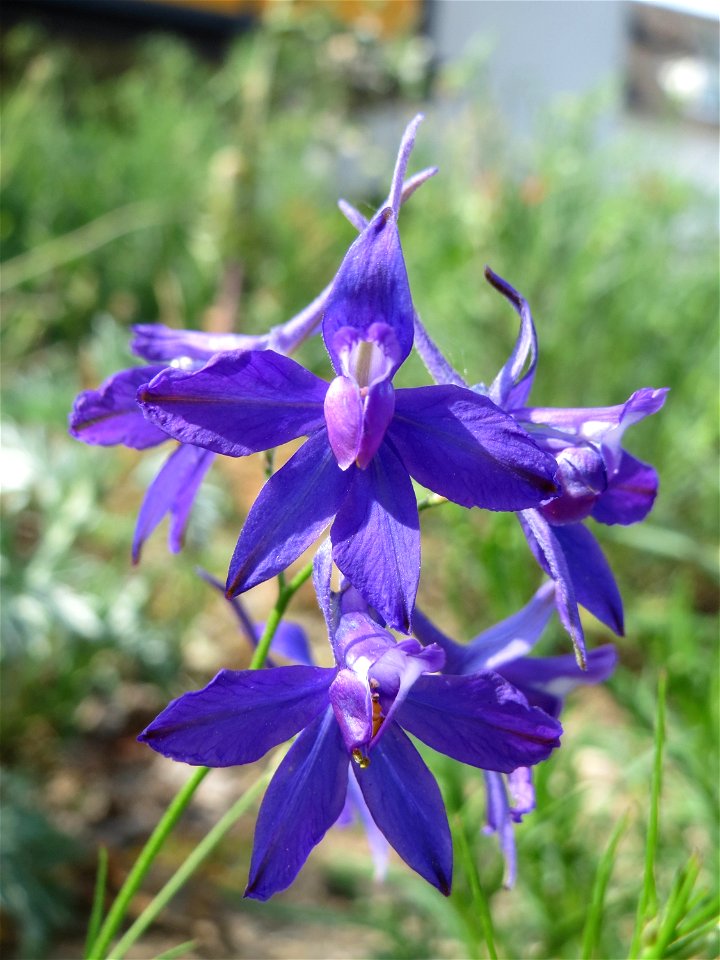 Gewöhnlicher Feldrittersporn (Consolida regalis) auf einem Sandhügel einer Baustelle in Hockenheim