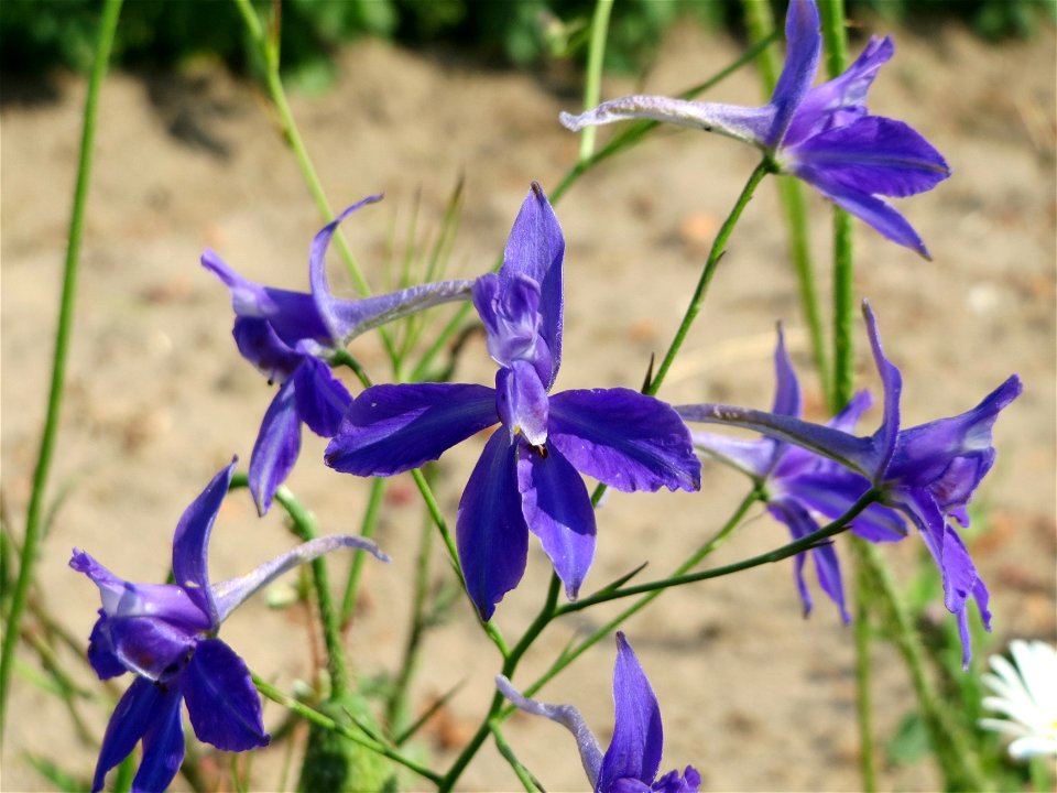 Gewöhnlicher Feldrittersporn (Consolida regalis) bei Neulußheim (Gemarkung Altlußheim)