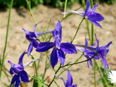 Gewöhnlicher Feldrittersporn (Consolida regalis) bei Neulußheim (Gemarkung Altlußheim)