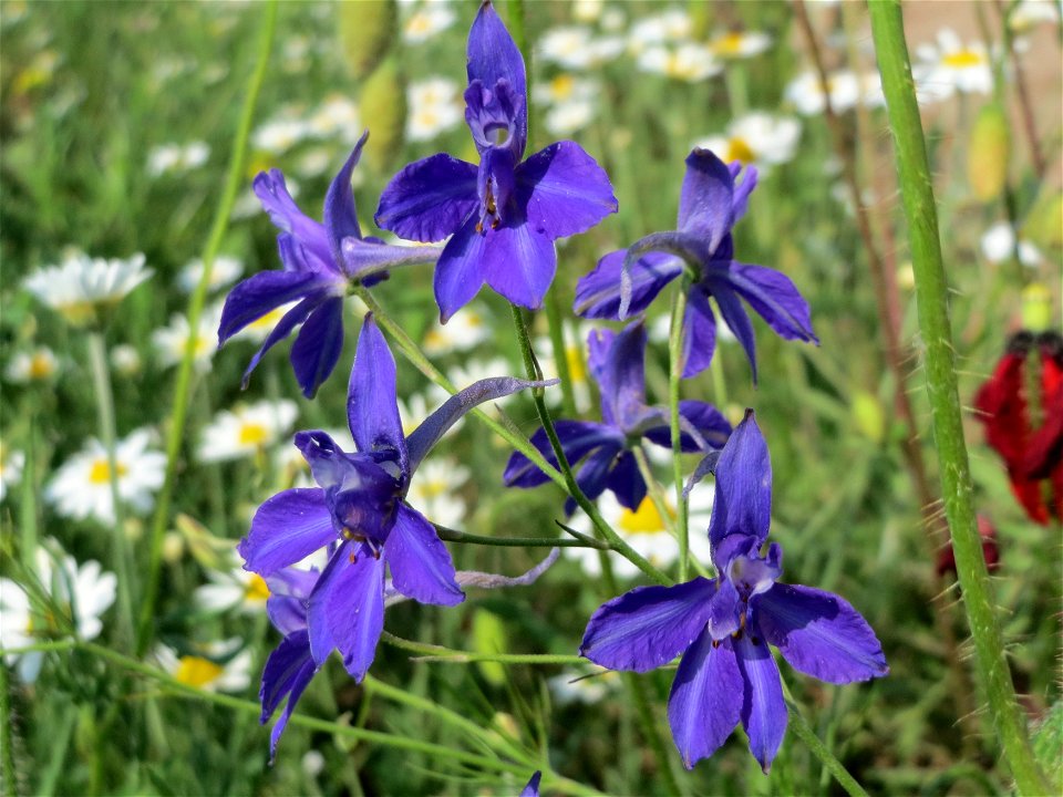Gewöhnlicher Feldrittersporn (Consolida regalis) bei Neulußheim (Gemarkung Altlußheim)