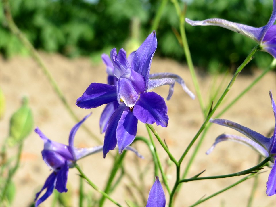 Gewöhnlicher Feldrittersporn (Consolida regalis) bei Neulußheim (Gemarkung Altlußheim)
