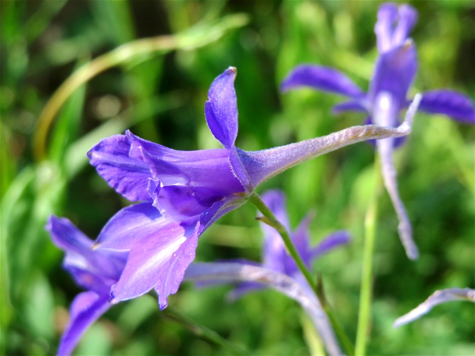 Gewöhnlicher Feldrittersporn (Consolida regalis) bei Neulußheim (Gemarkung Altlußheim)